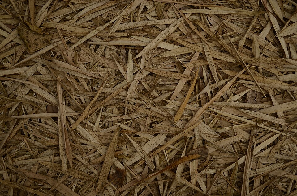 The Five Elements in Saju: How Wood, Fire, Earth, Metal, and Water Actually Work